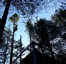 TALA Y PODA EN ALTURA DE ÁRBOLES  Badajoz