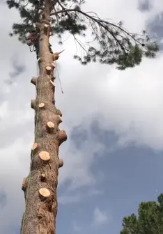 Tala y poda en altura de árboles en Badajoz, y provincia