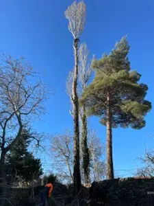 Podas y talas de árboles en altura Badajoz